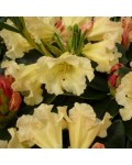 Рододендрон Саффрано (жовтий) | Rhododendron Saffrano | Рододендрон Саффрано (желтый)